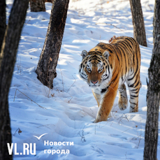 Тигр насмерть загрыз охотника в Чугуевском районе, хищника ищут, чтобы изъять из природы