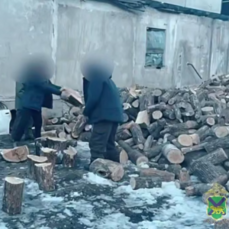 Незаконную рубку леса обнаружили в Хасанском районе, возбуждено дело