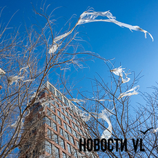 Сильный ветер во Владивостоке развешивает пакеты и прочий мусор на деревьях – убирать его очень сложно (ФОТО)