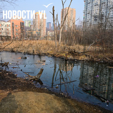 Пруд с утками-мандаринками в Снеговой Пади отдадут под застройку