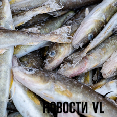 В воскресенье в центре Владивостока пройдёт фестиваль &laquo;Рыбацкая Масленица&raquo;