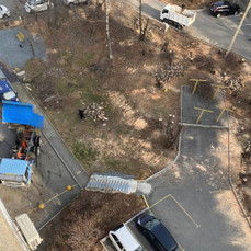 В отношении жителя Владивостока возбуждено уголовное дело за рубку деревьев у дома на Карбышева по подложным документам