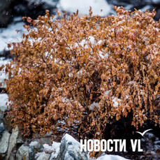 Во Владивостоке сегодня сильный ветер и дождь со снегом