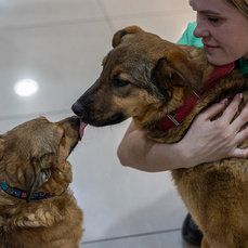 38 питомцев нашли своих новых хозяев на выставке-раздаче во Владивостоке