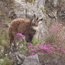 В Приморье пройдёт первое за полвека комплексное исследование амурского горала