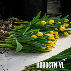 От 85 рублей: оптовые цены на тюльпаны во Владивостоке остались на уровне прошлого года