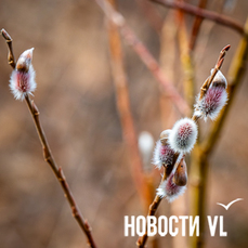 Сегодня во Владивостоке без осадков и до -4 °C