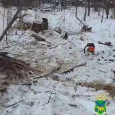 Незаконную рубку леса на 6,7 млн рублей обнаружили в Спасском районе, задержаны четыре человека