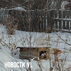 &laquo;Валера, смотри, собаки нету! И второй!&raquo;: в Чугуевском округе тигр загрыз двух дворовых псов