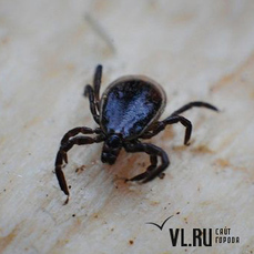 В Приморье заметили первых за эту весну клещей