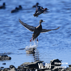 Весенняя охота на пернатую дичь открыта в Приморье