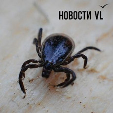 Приморье готовится к периоду активности клещей – пока ни одного случая присасывания не зафиксировано 