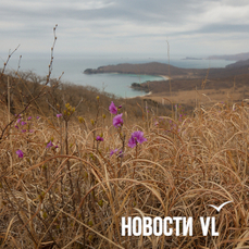 &laquo;Далеко от первобытных людей мы не отошли&raquo;: директор Ботанического сада рассказал о пожарах, меняющих экосистему на юге Приморья