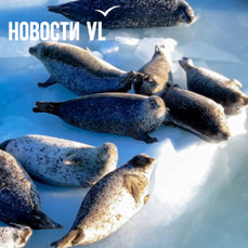 Новая неделя начнётся во Владивостоке с солнечной погоды