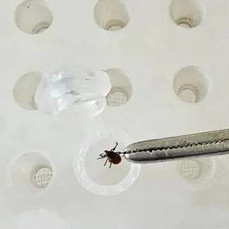 Сезон открыт: в лабораторию Центра гигиены и эпидемиологии во Владивостоке сдали первого клеща