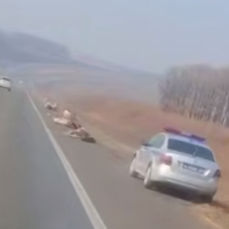 Ночью в Приморье стадо коров в тумане попало под грузовик