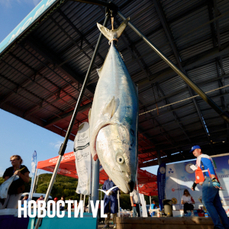 Рыбе надо смотреть в глаза: отрасль сопротивляется биржевым торгам рыбной продукцией в Приморье