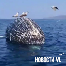 Недалеко от Находки всплыл на поверхность опутанный веревками мёртвый горбатый кит (ВИДЕО)