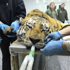 В Приморье отловили 11-го с начала года конфликтного тигра