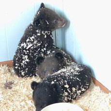 Ещё двое гималайских медвежат-сирот поступили в реабилитационный центр в Приморье в марте