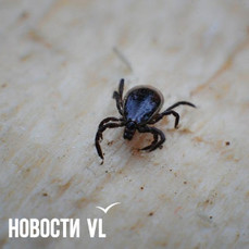 В Приморье сдали на экспертизу 195 клещей, снятых с людей, инфекции нашли почти в 12% случаев