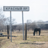 Сразу на въезде в Красный Яр находится конюшня — newsvl.ru