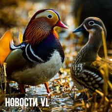 Сегодня во Владивостоке до +14 °С