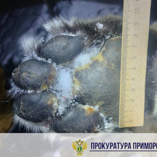 Жителя Пожарского района за убийство тигра приговорили к исправительным работам – прокуратура хочет обжаловать вердикт как слишком мягкий