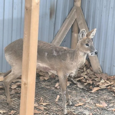 Краснокнижного водяного оленя, пострадавшего от собак, спасают в приморском Центре &laquo;Тигр&raquo;