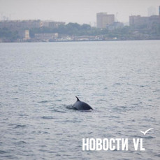 У берегов Владивостока заметили китов Минке