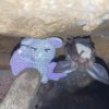 Научная экспедиция в пещеры Приисковая и Синегорская — newsvl.ru