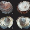 Японская скальная устрица Crassostrea nippona. Правая (A, B) и левая (C, D) створки снаружи и изнутри — newsvl.ru