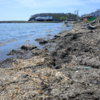 Всё покрыто водорослями — newsvl.ru