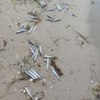 Анчоус мог выброситься на берег, уходя от хищных рыб. Фото читательницы Новостей VL.ru — newsvl.ru