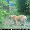 Тигр в центре реабилитации. Скриншот с видео — newsvl.ru