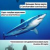 Автор коллажа: Никита Корнилов — newsvl.ru