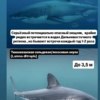 Автор коллажа: Никита Корнилов — newsvl.ru