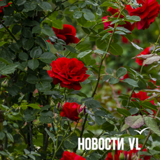 Сегодня во Владивостоке до +19 °С