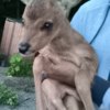 Фото: Центр «Тигр» — newsvl.ru