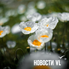 Сегодня во Владивостоке до +20 °C