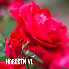 Сегодня во Владивостоке до +18 °C