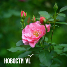 Сегодня во Владивостоке до +21 °C
