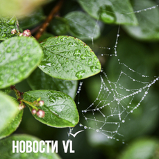 Сегодня во Владивостоке дождь