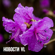 Сегодня во Владивостоке туман, морось и до +22 °С
