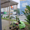 Рядом с перголами сажают жимолость каприфоль — newsvl.ru