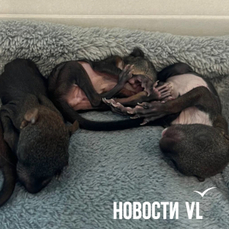 Семья владельцев зоопарка на Садгороде выхаживает четырёх бельчат-сирот