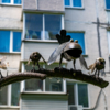 Мама-ворона показывает птенцам мир — newsvl.ru