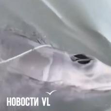 Запутавшегося в верёвках кита в Приморье так и не нашли