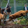 Фото с сайта «Земли леопарда» — newsvl.ru