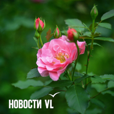 Сегодня во Владивостоке до +27 °С